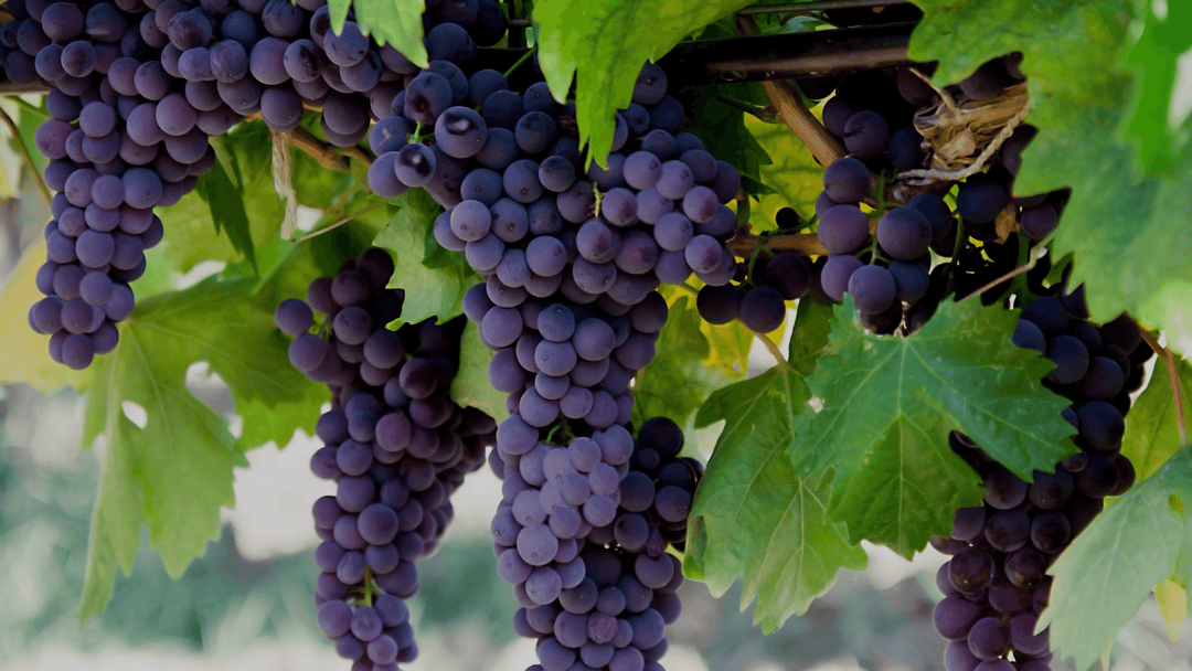 What Is Grape Leather?